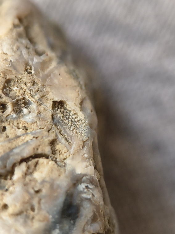 SRL46 Brachiopod Bryozoan and Crinoid Bioclast