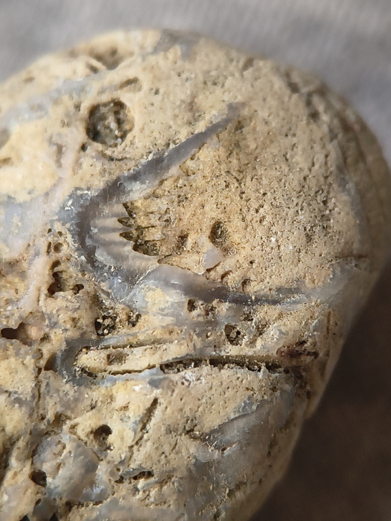 SRL46 Brachiopod Bryozoan and Crinoid Bioclast