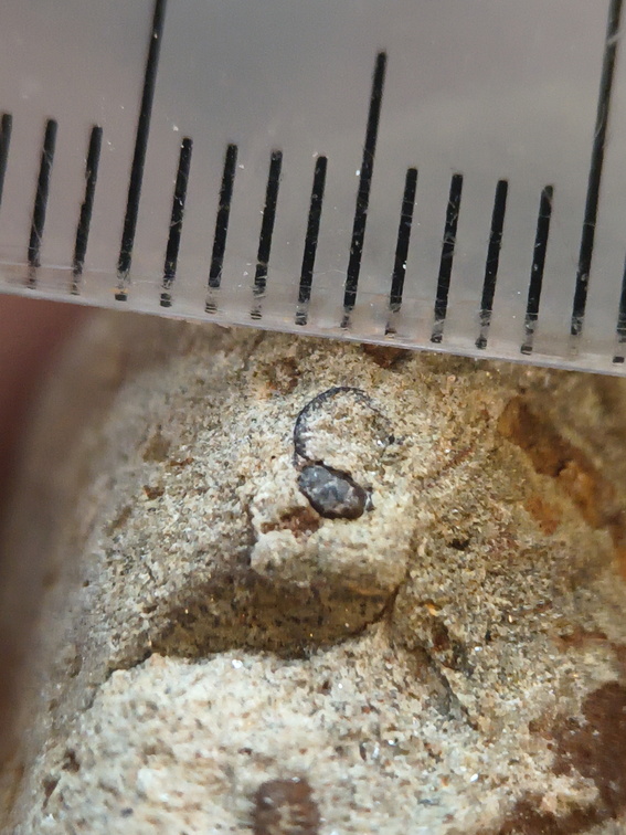 LE72 Indet. Trace Fossils