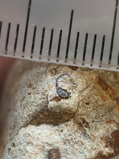 LE72 Indet. Trace Fossils