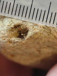 LE72 Indet. Trace Fossils