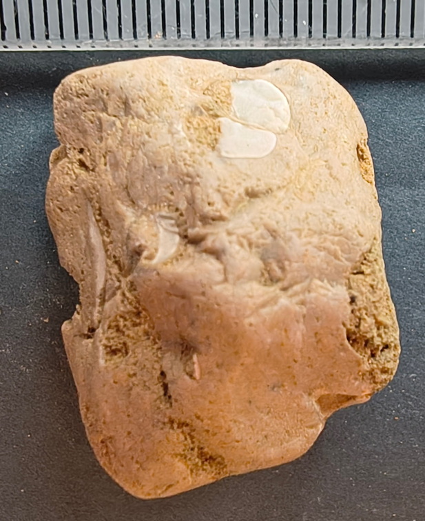 SRL 56 Crinoid, cf. Bivalve and Indet. mix