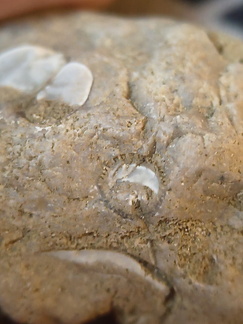 SRL 56 Crinoid, cf. Bivalve and Indet. mix