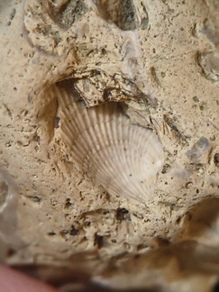 SRL57 Gastropod, Brachiopod, Bryozoan, Crinoid