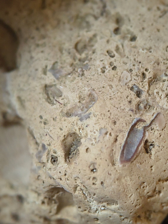 SRL57 Gastropod, Brachiopod, Bryozoan, Crinoid