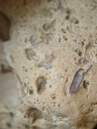 SRL57 Gastropod, Brachiopod, Bryozoan, Crinoid