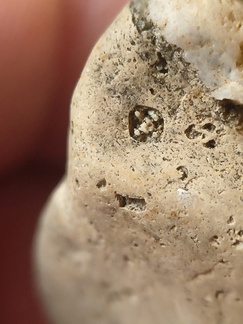 SRL58 Crinoid and Bryozoan Textures 