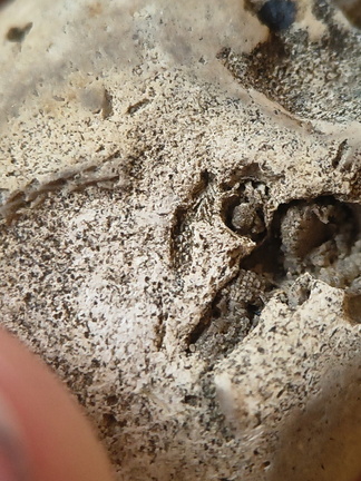 SRL58 Crinoid and Bryozoan Textures 