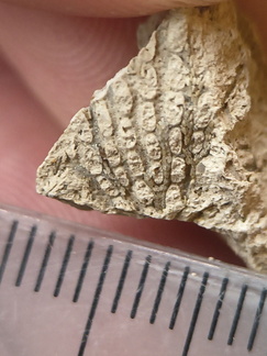 SRL61 Fenestella sp. (Bryozoan)