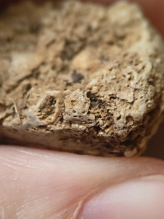 SRL67 Bioclast (inc. Bryozoan)