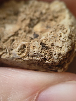 SRL67 Bioclast (inc. Bryozoan)