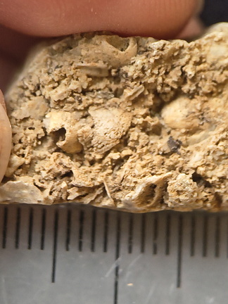 SRL67 Bioclast (inc. Bryozoan)