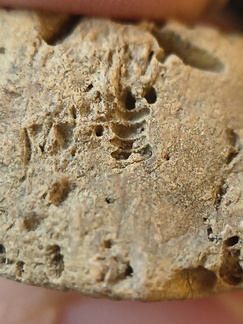 SRL96 Crinoid and Bryozoan Bioclast