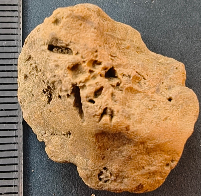 SRL96 Crinoid and Bryozoan Bioclast