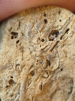 SRL96 Crinoid and Bryozoan Bioclast