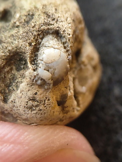 SRL94 Rugose Coral cf. Acinophyllum