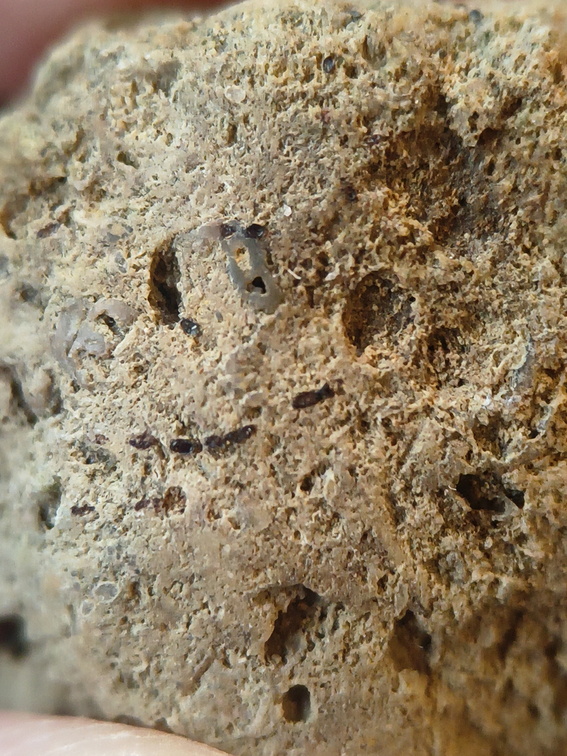 SRL99 Bioeroded fossiliferous limestone with indet. shell fragments