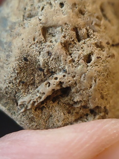 SRL99 Bioeroded fossiliferous limestone with indet. shell fragments