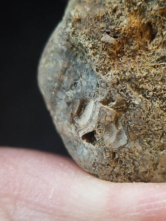 SRL99 Bioeroded fossiliferous limestone with indet. shell fragments