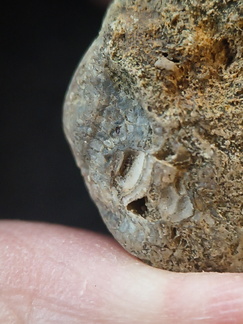 SRL99 Bioeroded fossiliferous limestone with indet. shell fragments