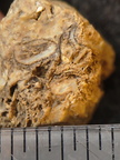 SRL101 Cornulitid, Bryozoa, and Brachiopod Bioclastic Packstone