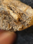 SRL101 Cornulitid, Bryozoa, and Brachiopod Bioclastic Packstone