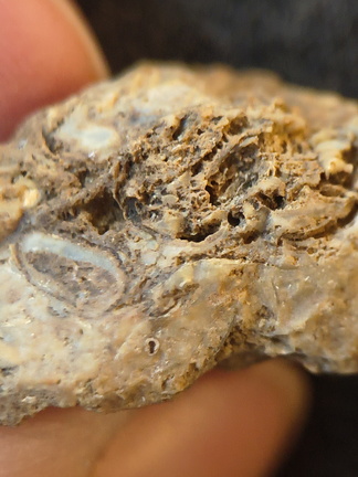 SRL101 Cornulitid, Bryozoa, and Brachiopod Bioclastic Packstone