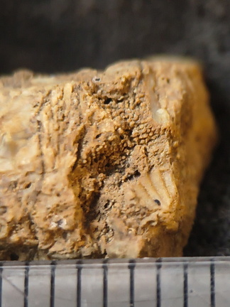 SRL101 Cornulitid, Bryozoa, and Brachiopod Bioclastic Packstone