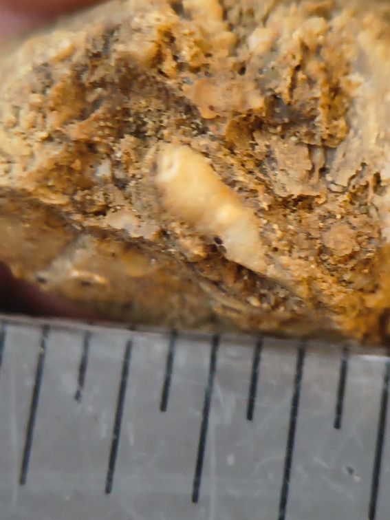 SRL101 Cornulitid, Bryozoa, and Brachiopod Bioclastic Packstone