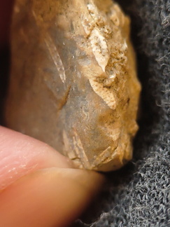 SRL106 Fenestella sp. Bryozoan 