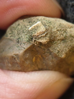 SRL106 Fenestella sp. Bryozoan 