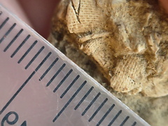 SRL106 Fenestella sp. Bryozoan 