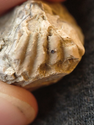 SRL100 Coral, Crinoid, Brachiopod 