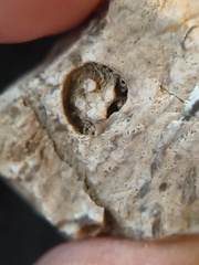 SRL100 Coral, Crinoid, Brachiopod 