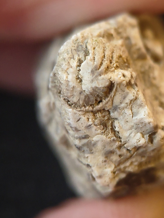 SRL100 Coral, Crinoid, Brachiopod 