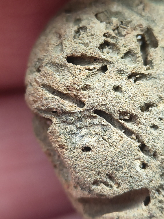 SRL179 Trepostome Bryozoa, Orthid Brachiopods and Crinoid Bits