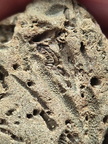 SRL179 Trepostome Bryozoa, Orthid Brachiopods and Crinoid Bits