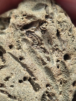 SRL179 Trepostome Bryozoa, Orthid Brachiopods and Crinoid Bits