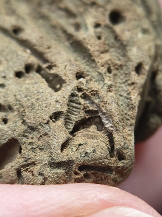 SRL179 Trepostome Bryozoa, Orthid Brachiopods and Crinoid Bits