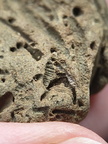 SRL179 Trepostome Bryozoa, Orthid Brachiopods and Crinoid Bits