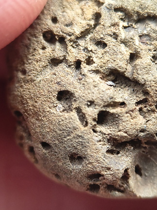 SRL179 Trepostome Bryozoa, Orthid Brachiopods and Crinoid Bits