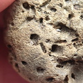 SRL179 Trepostome Bryozoa, Orthid Brachiopods and Crinoid Bits