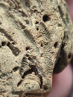 SRL179 Trepostome Bryozoa, Orthid Brachiopods and Crinoid Bits