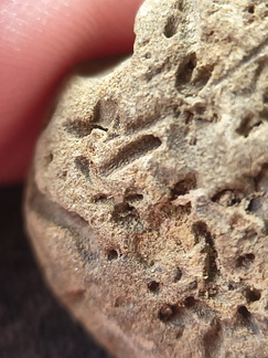 SRL179 Trepostome Bryozoa, Orthid Brachiopods and Crinoid Bits