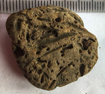 SRL179 Trepostome Bryozoa, Orthid Brachiopods and Crinoid Bits