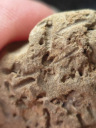 SRL179 Trepostome Bryozoa, Orthid Brachiopods and Crinoid Bits