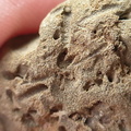 SRL179 Trepostome Bryozoa, Orthid Brachiopods and Crinoid Bits