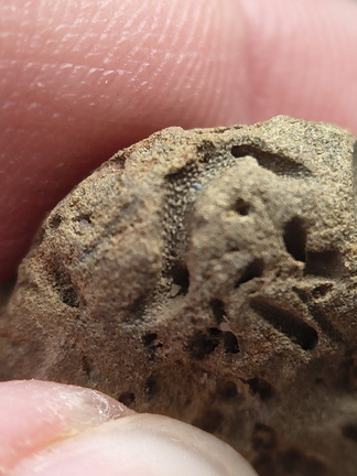SRL179 Trepostome Bryozoa, Orthid Brachiopods and Crinoid Bits