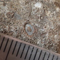 LE76 Crinoid, Bryozoa, Brachiopod
