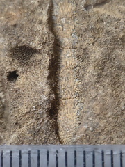 RR24 Trepostome Bryozoan and Crinoid Bits